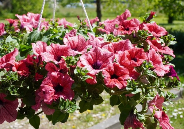 Petunia atkinsiana Surfinia Hot Red