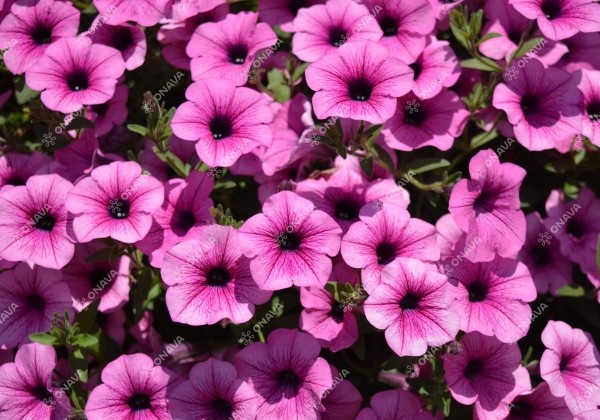 Petunia atkinsiana Surfinia Pink Vein