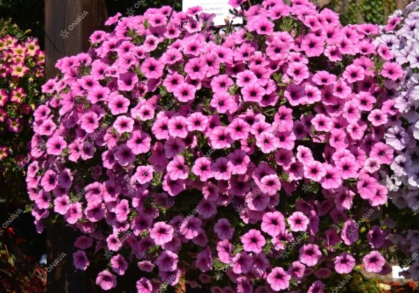 Petunia atkinsiana Surfinia Pink Vein