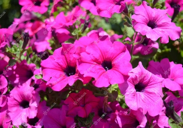 Petunia atkinsiana Surfinia Purple