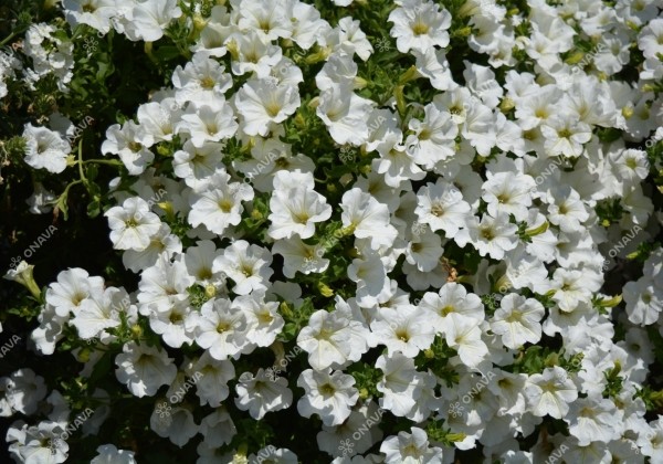 Petunia atkinsiana Surfinia White (XXL)