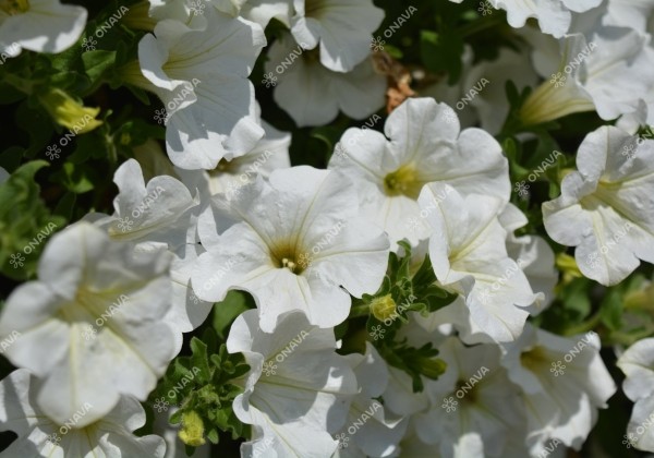 Petunia atkinsiana Surfinia White (XXL)