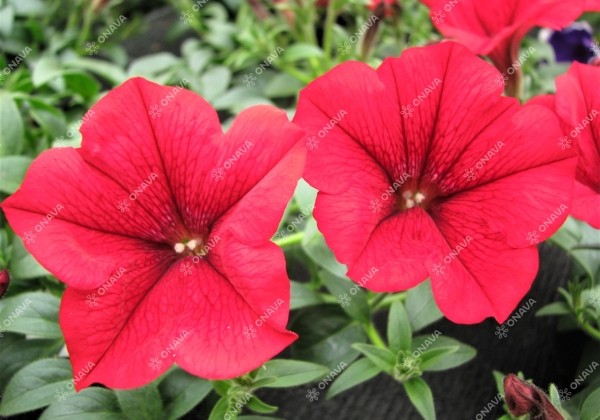 Petunia atkinsiana Surfinia Table Dark Red