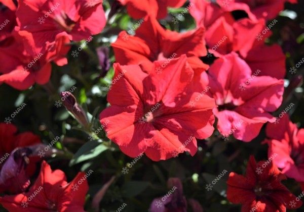 Petunia atkinsiana Fortado Dark Red