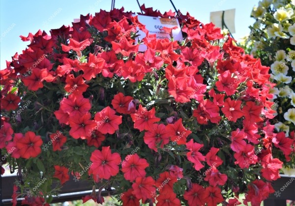 Petunia atkinsiana Fortado Dark Red (XXL)