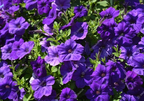 Petunia atkinsiana Fortado Deep Blue (XXL)