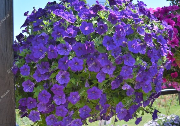 Petunia atkinsiana Fortado Deep Blue (XXL)