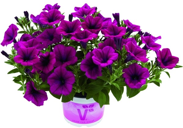 Petunia atkinsiana Fortado Purple