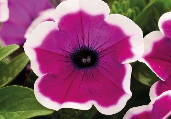Petunia atkinsiana Fortado Violet Bicolor