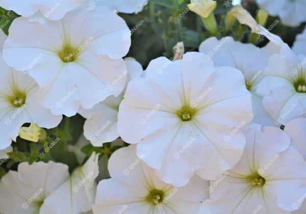 Petunia atkinsiana Fortado White (XXL)