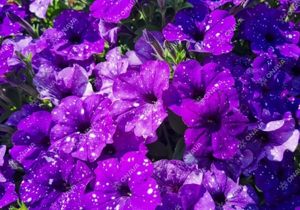 Petunia atkinsiana StarTunia Blue (XXL)