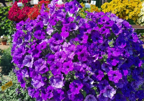 Petunia atkinsiana StarTunia Blue (XXL)