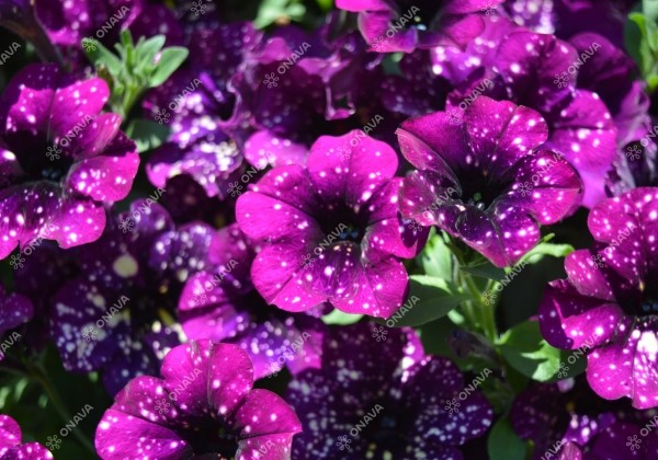 Petunia atkinsiana StarTunia Magenta