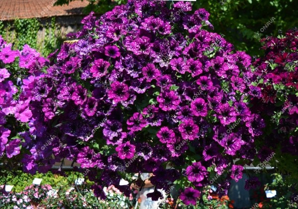 Petunia atkinsiana StarTunia Magenta