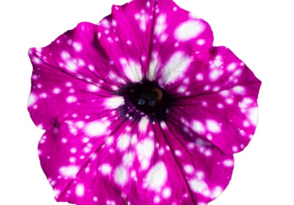 Petunia atkinsiana StarTunia Purple