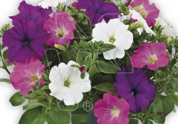 Petunia atkinsiana Fortado Trio Purple-Pink-White