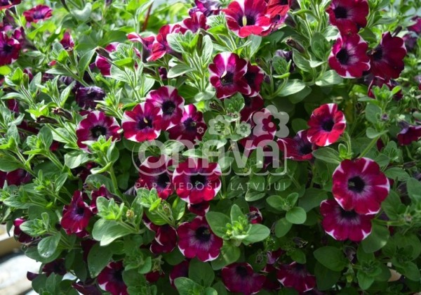 Petunia atkinsiana Fortado Special Burgundy Bicolor