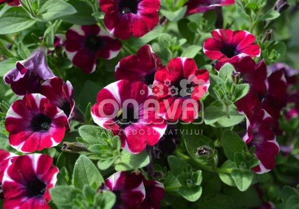 Petunia atkinsiana Fortado Special Burgundy Bicolor (XXL)