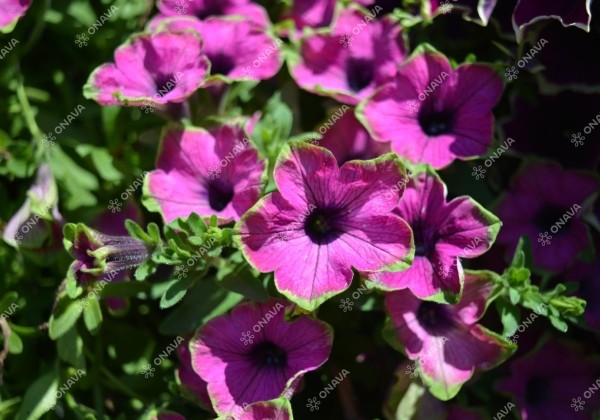 Petunia atkinsiana Fortado Special Purple Green Edge