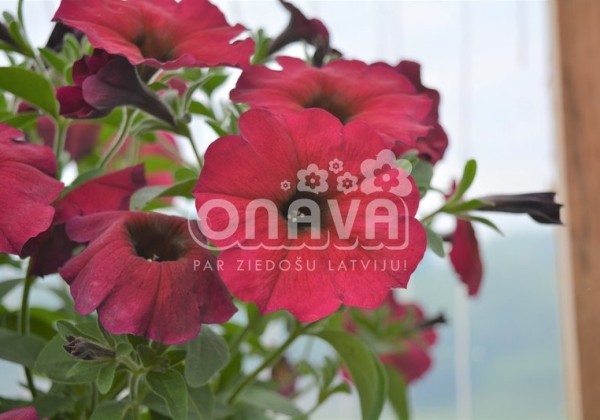 Petunia atkinsiana BeautiCal Bordeaux