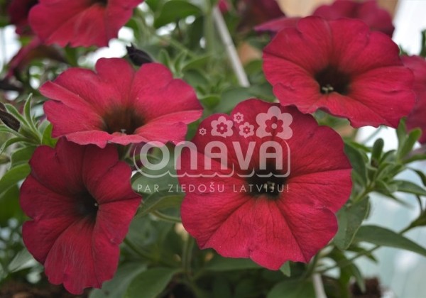 Petunia atkinsiana BeautiCal Bordeaux