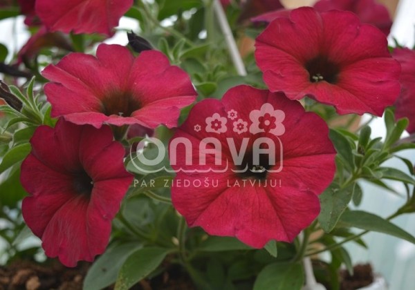 Petunia atkinsiana BeautiCal Bordeaux