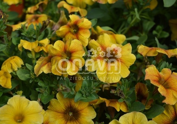 Petunia atkinsiana BeautiCal Caramel Yellow