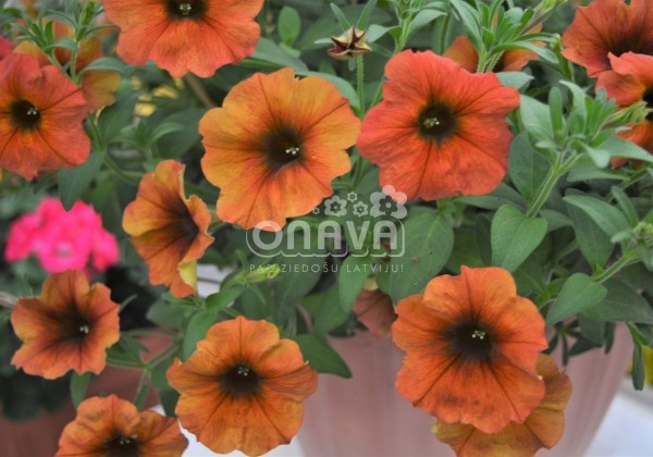 Petunia atkinsiana BeautiCal Cinnamon