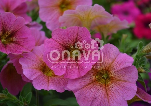 Petunia atkinsiana BeautiCal Sunray
