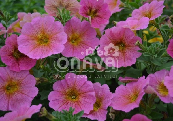 Petunia atkinsiana BeautiCal Sunray