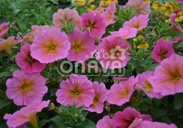 Petunia atkinsiana BeautiCal Sunray