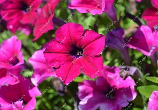 Petunia atkinsiana Patia Burgundy