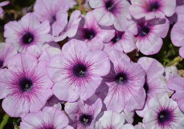 Petunia atkinsiana Patia Lavender Vein