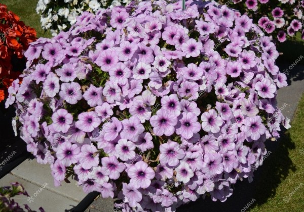 Petunia atkinsiana Patia Lavender Vein