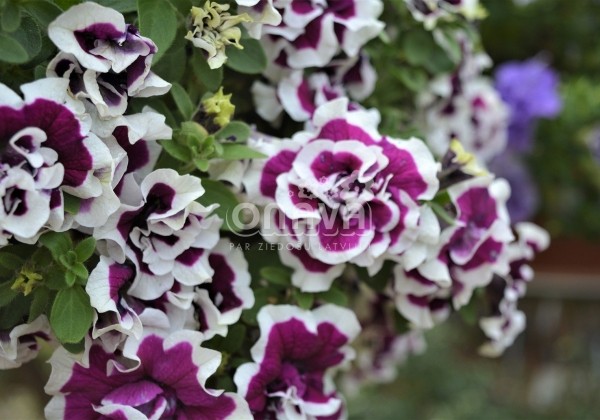 Petunia atkinsiana Tumbelina Bella