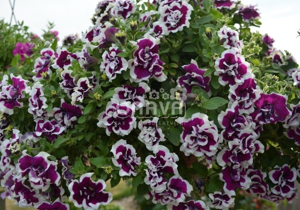 Petunia atkinsiana Tumbelina Bella