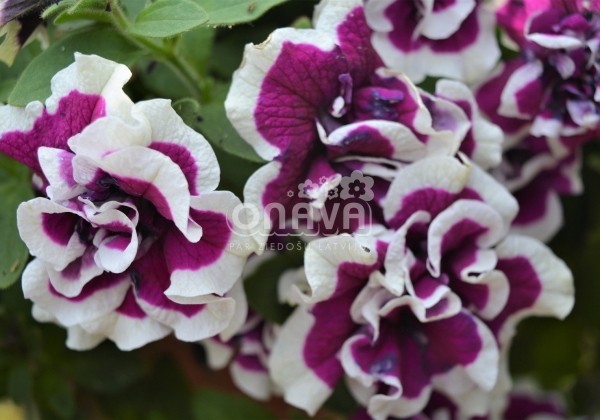 Petunia atkinsiana Tumbelina Bella