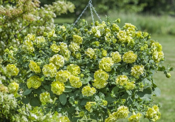 Petunia atkinsiana Tumbelina Matilda