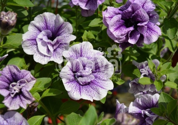 Petunia atkinsiana Tumbelina Priscilla Pro