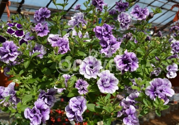 Petunia atkinsiana Tumbelina Priscilla Pro