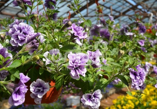 Petunia atkinsiana Tumbelina Priscilla Pro