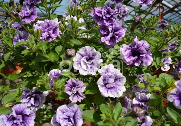 Petunia atkinsiana Tumbelina Priscilla Pro