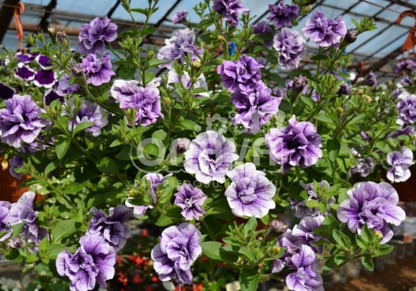 Petunia atkinsiana Tumbelina Priscilla Pro (XXL)