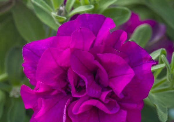 Petunia atkinsiana Tumbelina Savanna