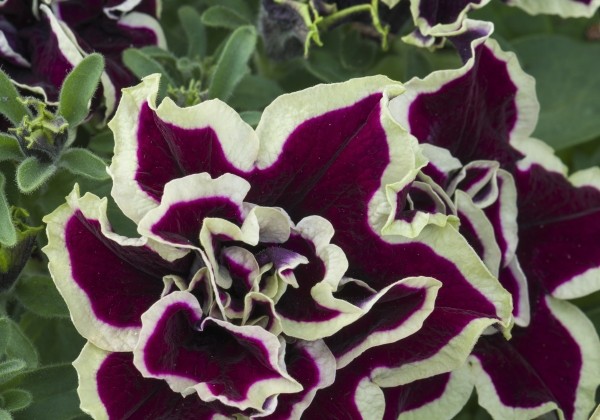 Petunia atkinsiana Tumbelina Superstar