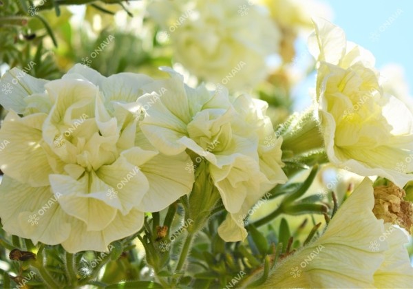 Petunia atkinsiana Tumbelina Susanna
