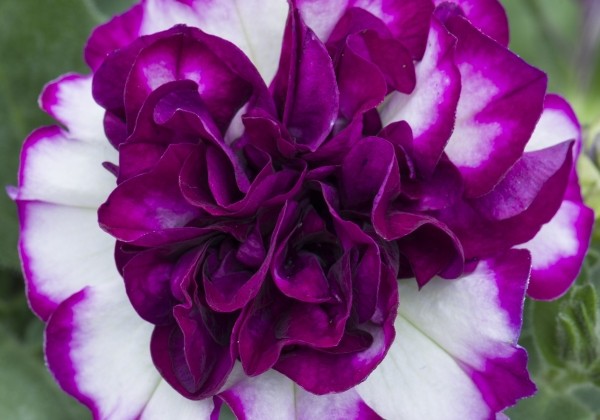 Petunia atkinsiana Tumbelina Compact Nicola