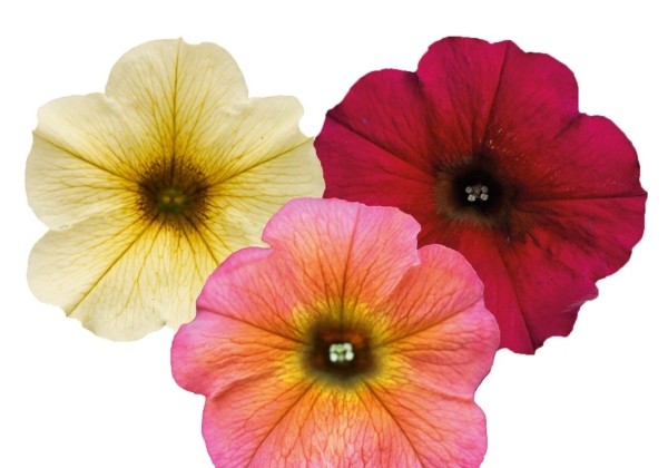 Petunia atkinsiana BeautiCal Trio Bordeaux-Cinnamon-French Vanilla