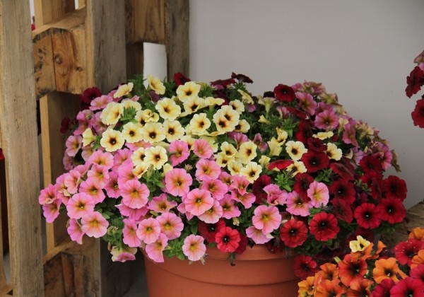 Petunia atkinsiana BeautiCal Trio Bordeaux-French Vanilla-Sunray