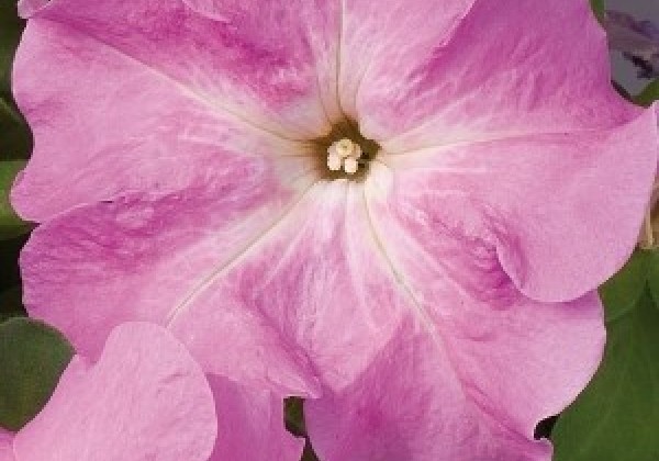 Petunia grandiflora Finity Pink